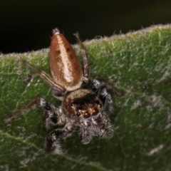 Opisthoncus grassator at Melba, ACT - 15 Aug 2024