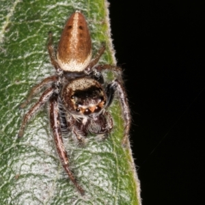 Opisthoncus grassator at Melba, ACT - 15 Aug 2024