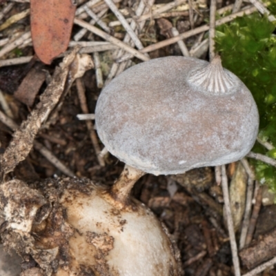 Geastrum tenuipes (An earthstar) at Flynn, ACT - 15 Aug 2024 by kasiaaus