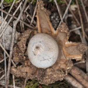 Geastrum tenuipes at Flynn, ACT - 15 Aug 2024 02:53 PM