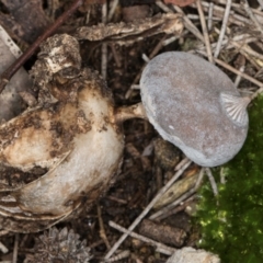 Geastrum tenuipes at Flynn, ACT - 15 Aug 2024 02:53 PM