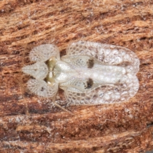 Corythucha ciliata at Flynn, ACT - 15 Aug 2024 03:07 PM