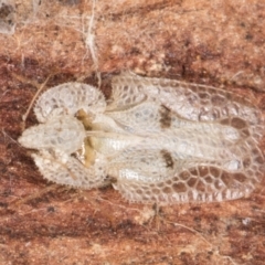 Corythucha ciliata at Flynn, ACT - 15 Aug 2024 03:07 PM