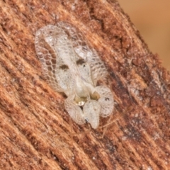 Corythucha ciliata at Flynn, ACT - 15 Aug 2024 03:07 PM