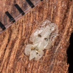 Corythucha ciliata at Flynn, ACT - 15 Aug 2024 03:07 PM