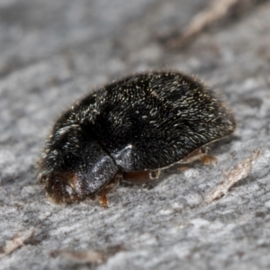 Coccinellidae (family) at Melba, ACT - 15 Aug 2024