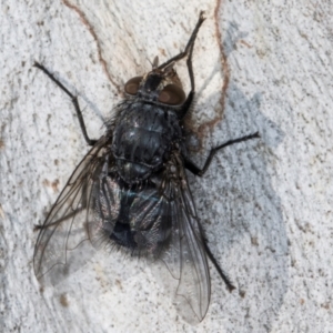 Calliphora vicina at Melba, ACT - 15 Aug 2024