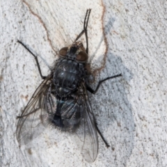 Calliphora vicina at Melba, ACT - 15 Aug 2024