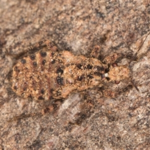 Aradidae sp. (family) at Melba, ACT - 15 Aug 2024 03:21 PM