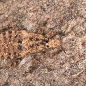 Aradidae sp. (family) at Melba, ACT - 15 Aug 2024 03:21 PM