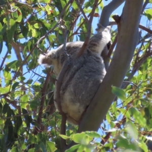 Phascolarctos cinereus at Horseshoe Bay, QLD - 16 Aug 2024