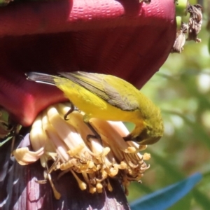 Cinnyris frenatus at Horseshoe Bay, QLD - 16 Aug 2024