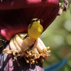 Cinnyris frenatus at Horseshoe Bay, QLD - 16 Aug 2024 12:39 PM