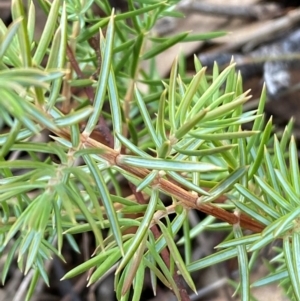 Juniperus communis at Jerrabomberra, NSW - 16 Aug 2024 03:17 PM