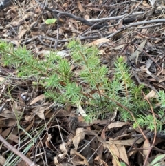 Juniperus communis at Jerrabomberra, NSW - 16 Aug 2024 03:17 PM