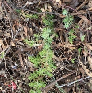 Juniperus communis at Jerrabomberra, NSW - 16 Aug 2024