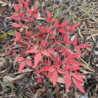 Nandina domestica (Sacred Bamboo) at Jerrabomberra, NSW - 16 Aug 2024 by SteveBorkowskis