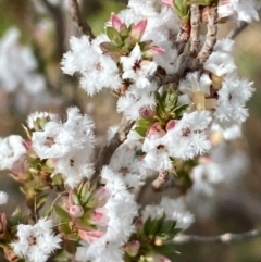 Leucopogon attenuatus (Small-leaved Beard Heath) at Jerrabomberra, NSW - 16 Aug 2024 by SteveBorkowskis