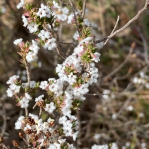 Styphelia attenuata at Jerrabomberra, NSW - 16 Aug 2024