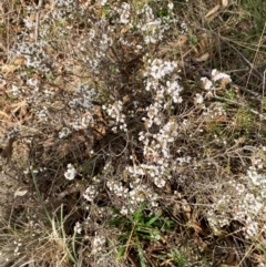 Styphelia attenuata at Jerrabomberra, NSW - 16 Aug 2024