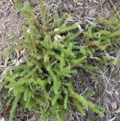 Grevillea sp. (Grevillea) at Jerrabomberra, NSW - 16 Aug 2024 by SteveBorkowskis