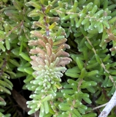 Grevillea alpina at Jerrabomberra, NSW - 16 Aug 2024