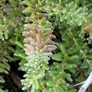 Grevillea alpina at Jerrabomberra, NSW - 16 Aug 2024