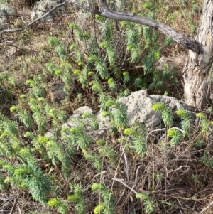 Euphorbia characias at Jerrabomberra, NSW - 16 Aug 2024