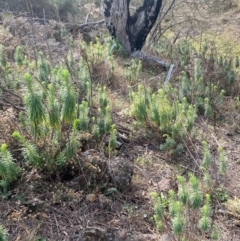 Euphorbia characias at Jerrabomberra, NSW - 16 Aug 2024