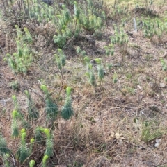 Euphorbia characias at Jerrabomberra, NSW - 16 Aug 2024