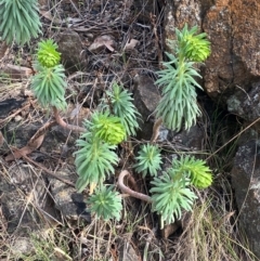 Euphorbia characias at Jerrabomberra, NSW - 16 Aug 2024 02:54 PM