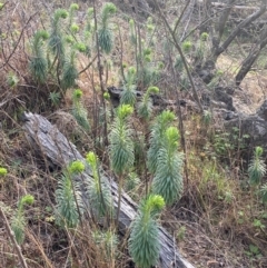 Euphorbia characias at Jerrabomberra, NSW - 16 Aug 2024