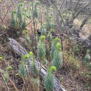 Euphorbia characias at Jerrabomberra, NSW - 16 Aug 2024