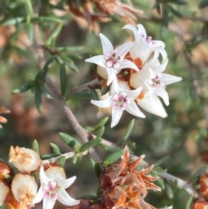 Cryptandra speciosa subsp. speciosa at Jerrabomberra, NSW - 16 Aug 2024