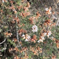 Cryptandra speciosa subsp. speciosa at Jerrabomberra, NSW - 16 Aug 2024