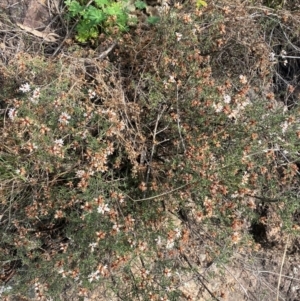 Cryptandra speciosa subsp. speciosa at Jerrabomberra, NSW - 16 Aug 2024