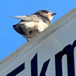 Hirundo neoxena at Nelly Bay, QLD - 16 Aug 2024 03:40 PM