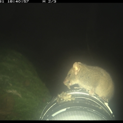 Antechinus stuartii at Allworth, NSW - 29 May 2024 by JamesLandholder