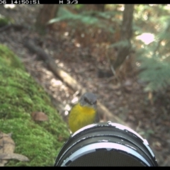 Eopsaltria australis (Eastern Yellow Robin) at Allworth, NSW - 29 May 2024 by JamesLandholder