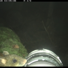 Unidentified Rat at Allworth, NSW - 29 May 2024 by JamesLandholder