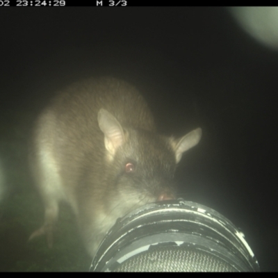 Perameles nasuta at Allworth, NSW - 2 Jun 2024 by JamesLandholder