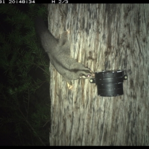 Petaurus norfolcensis at Allworth, NSW - 31 May 2024 08:48 PM