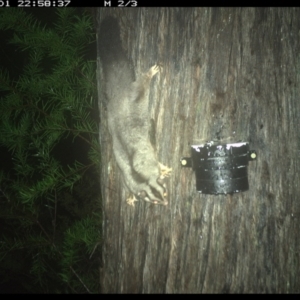 Petaurus norfolcensis at Allworth, NSW - 1 Jun 2024 10:58 PM