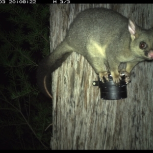 Trichosurus vulpecula at Allworth, NSW - 3 Jun 2024 08:08 PM