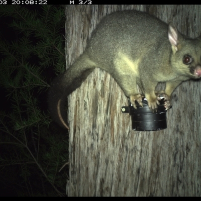 Trichosurus vulpecula (Common Brushtail Possum) at Allworth, NSW - 3 Jun 2024 by JamesLandholder