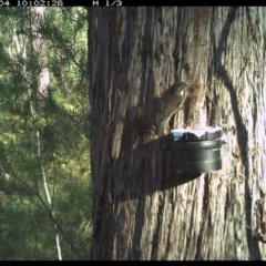 Cormobates leucophaea (White-throated Treecreeper) at Allworth, NSW - 4 Jun 2024 by JamesLandholder