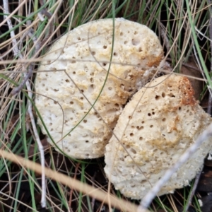 Laetiporus portentosus at Goulburn, NSW - 16 Aug 2024