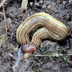 Fletchamia quinquelineata (Five-striped flatworm) at Goulburn, NSW - 16 Aug 2024 by trevorpreston