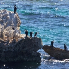 Phalacrocorax varius (Pied Cormorant) at Rottnest Island, WA - 26 Apr 2024 by jb2602