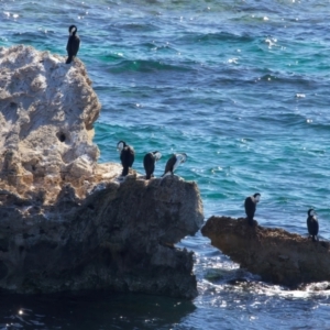 Phalacrocorax varius at Rottnest Island, WA - 26 Apr 2024 02:35 PM